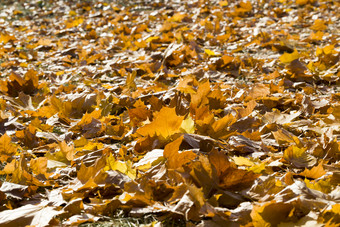 摘要自然背景下降黄色的树叶树在秋天树叶明亮的美丽的树叶照亮阳光摘要自然背景