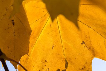 枫木秋天树叶对蓝色的天空明亮的黄色的颜色树叶基斯阳光枫木秋天树叶