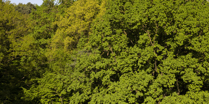 落叶森林与混合树物种春天真正的自然背景自然落叶森林