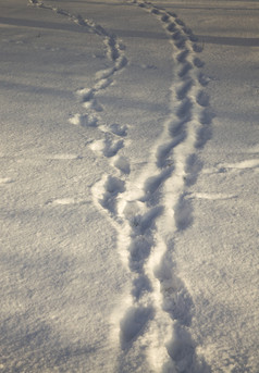 痕迹人谁有被践踏的雪的冬天走的公园森林长小道冬天天气痕迹人