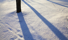 高树的公园冬天基斯阳光从的树干的树秋天阴影的雪高树的公园冬天