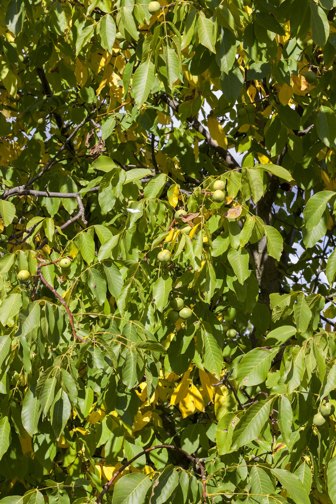 新作物核桃绿色皮的分支机构树部分落叶树开始转黄色的早期秋天特写镜头水果花园阳光明媚的天气新作物核桃