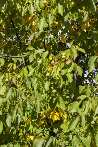 新作物<strong>核桃</strong>绿色皮的分支机构树部分落叶树开始转黄色的早期秋天特写镜头水果花园阳光明媚的天气新作物<strong>核桃</strong>