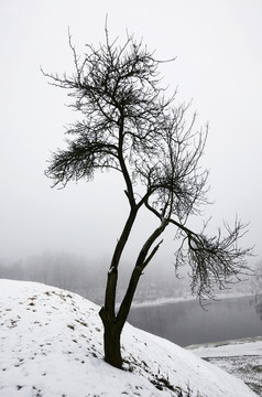 孤独的日益增长的树山的背景宽河和森林多雾的雪天气孤独的日益增长的树