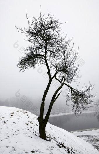 孤独的日益增长的树山的背景宽河和森林多雾的雪天气孤独的日益增长的树