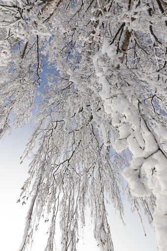 桦木覆盖与白色冷雪和霜对蓝色的天空<strong>冬天霜冻</strong>和冷天气在后暴风雪和降雪桦木覆盖与白色冷雪