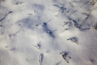 美丽的冬天特写镜头与的路和其他植物下的雪冬天降雪阳光明媚的天气美丽的冬天图片美丽的冬天特写镜头