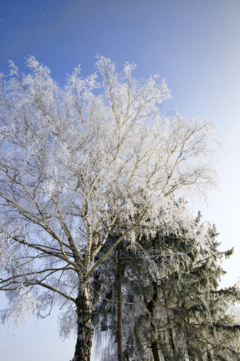 死树冬天覆盖与白色雪和霜后降雪和霜的中间冬天死树冬天