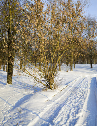 雪从汽车空路的森林冬天阳光明媚的天气冬天景观空路