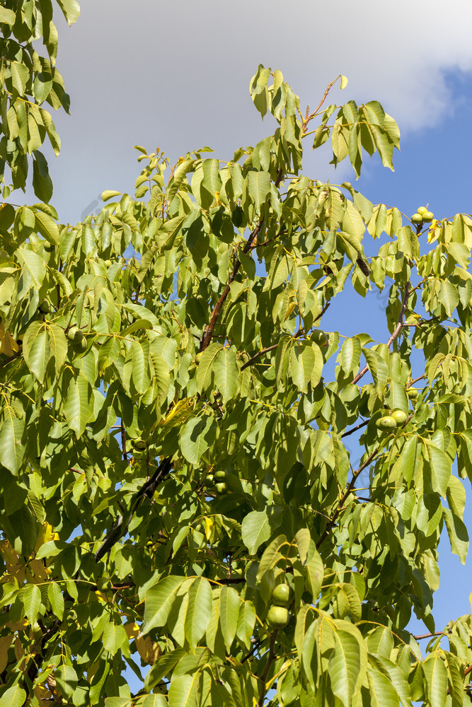 新作物核桃绿色皮的分支机构树部分落叶树开始转黄色的早期秋天特写镜头水果花园阳光明媚的天气新作物核桃