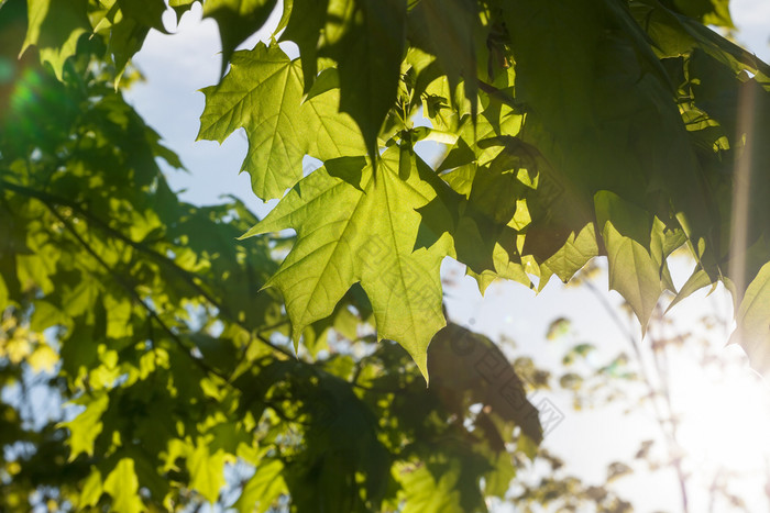 的年轻的树叶枫木绿色阳光照亮从后面的半透明的叶子的树夏天的年轻的树叶枫木