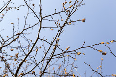 的第一个耳环的分支机构桦木树对的蓝色的天空明亮的阳光明媚的春天一天桦木树