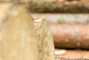 锯和堆大<strong>日志</strong>固体松木包括木收获为处理木工工厂锯和堆大<strong>日志</strong>