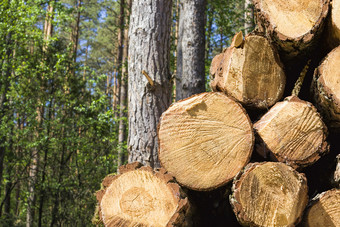 锯和堆大日志固体松木包括木收获为处理木工工厂锯和堆大日志