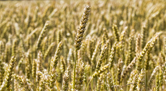 小麦场与泛黄成熟麦片小穗的场特写镜头黑麦字段