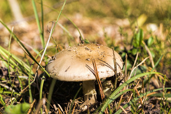 野生蘑菇日益增长的的森林的夏天和秋天季节特写镜头危险的有毒的蘑菇野生蘑菇