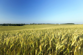 绿色生<strong>耳朵</strong>小麦的夏天的农业场<strong>照片</strong>采取特写镜头与小深度场不成熟的绿色草