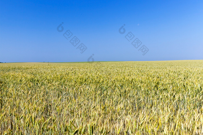 农业场哪一个成长不成熟的泛黄的小麦照片采取特写镜头的背景蓝色的天空不成熟的泛黄的小麦