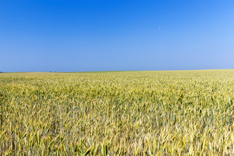 农业场哪一个成长不成熟的泛黄的小麦照片采取特写镜头的背景蓝色的天空不成熟的泛黄的小麦