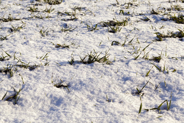 照片雪后降雪哪一个谎言的场冬天特写镜头小深度场层雪可以见过植物照片雪特写镜头