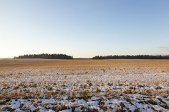 老干植被覆盖与雪图片采取的冬天季节特写镜头老草雪