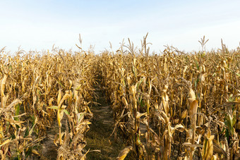 场哪一个有种植和成熟玉米的植物有转黄色的和成熟的和准备好了收获小深度场的照片是采取关闭的秋天季节农业玉米特写镜头