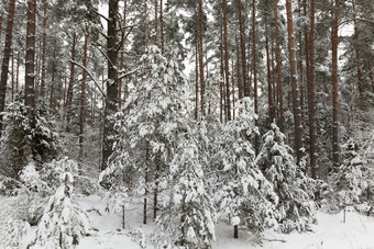 松树的<strong>冬天</strong>季节的针的树<strong>霜</strong>有形成多云的天气和<strong>霜</strong>森林<strong>冬天</strong>