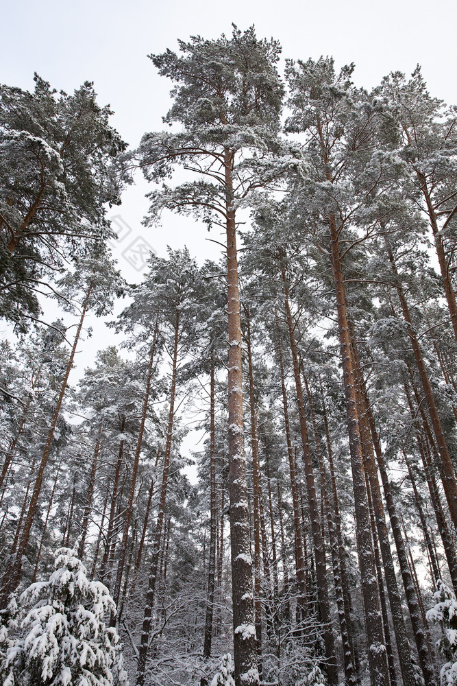 松树日益增长的的森林的冬天季节一切覆盖与白色雪后的最后的降雪照片采取从的底点向上树下的雪