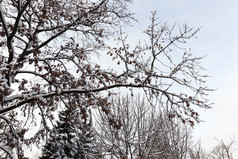 下降白色雪后降雪和树没有叶子的冬天照片日光在多云的天气树冬天一天