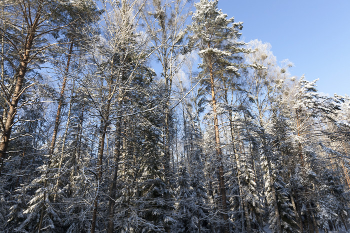 树日益增长的的森林照片采取的冬天季节后降雪的地面谎言雪地里树冬天