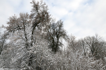 白雪覆盖的<strong>分支机构</strong>树的冬天季节多云的天气阳光<strong>分支机构</strong>树的雪