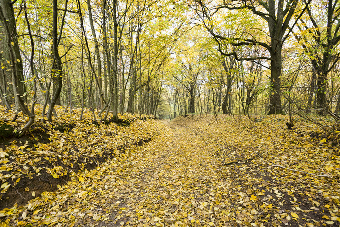 具体的秋天天气的森林与黄色的和绿色树叶景观具体的秋天天气