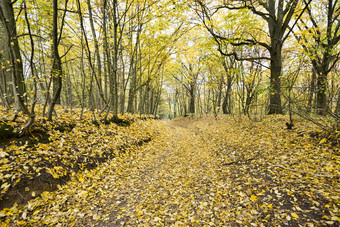 具体的秋天<strong>天气</strong>的森林与黄色的和绿色树叶景观具体的秋天<strong>天气</strong>