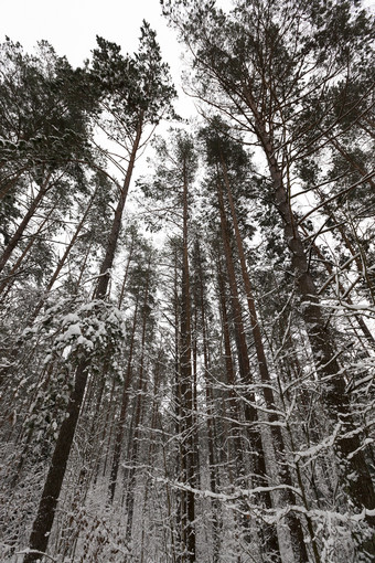 冬天景观与不同的类型树覆盖与白色雪和霜的冬天季节冷淡的一天后降雪冬天一天后降雪