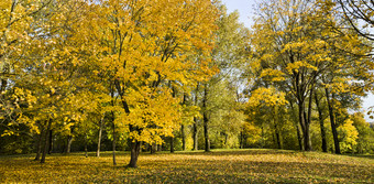 早期秋天树叶秋天树叶从树基斯阳光的秋天季节蓝色的天空早期秋天树叶秋天