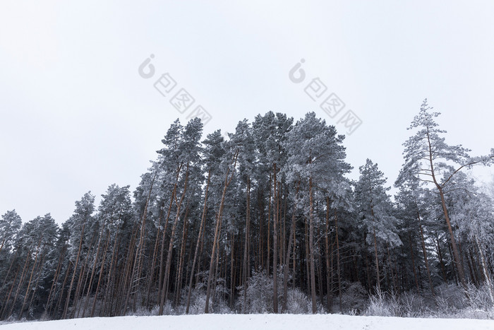 冬天景观与不同的类型树覆盖与白色雪和霜的冬天季节冷淡的一天后降雪冬天一天后降雪