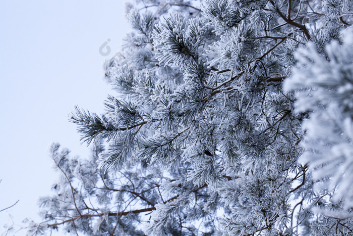 冬天景观与不同的类型树覆盖与白色雪和霜的冬天季节冷淡的一天后降雪冬天一天后降雪