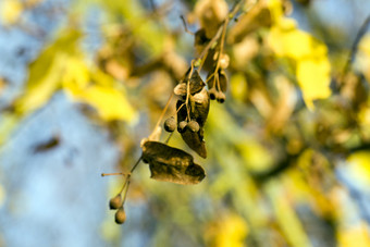 干林登种子后开花细节的树的秋天季节与下降叶子但挂谷物与种子干林登种子