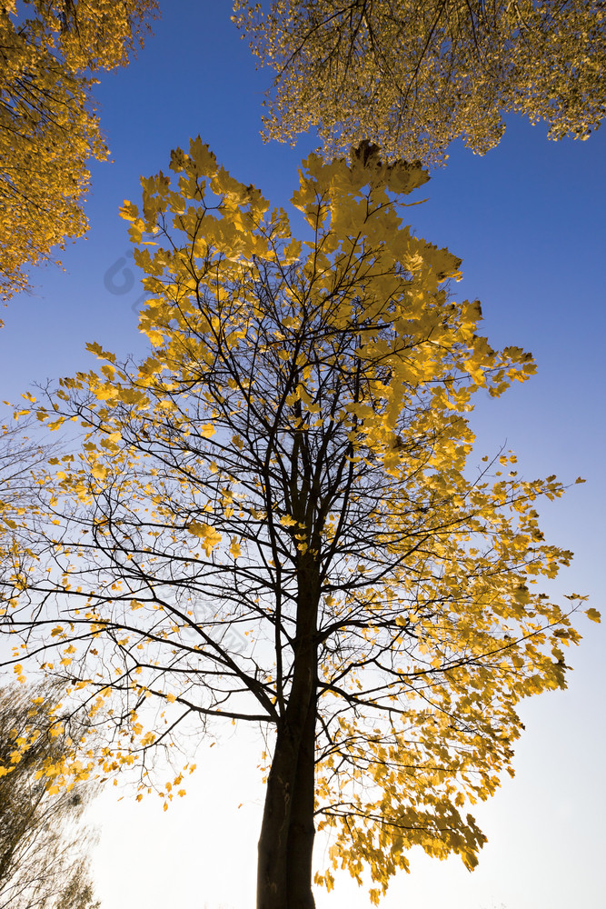 阳光明媚的秋天景观与高树哪一个的黄色的树叶阳光照亮的公园真正的秋天自然和颜色阳光明媚的秋天景观