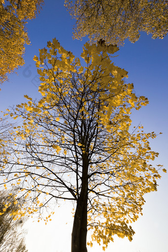 <strong>阳光</strong>明媚的秋天景观与高树哪一个的黄色的树叶<strong>阳光</strong>照亮的公园真正的秋天自然和颜色<strong>阳光</strong>明媚的秋天景观