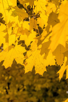 大数量黄色的树的公园的秋天周围黄色的枫树与很多树叶大数量黄色的树