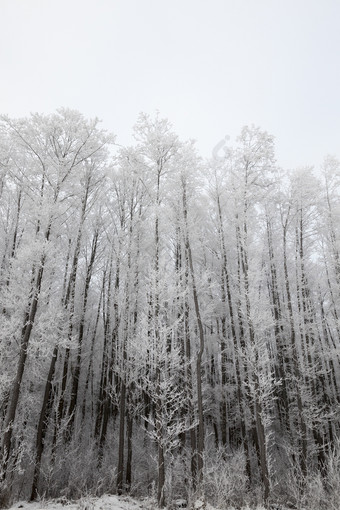 冬天景观与不同的类型树覆盖与白色雪和霜的冬天季节冷淡的一天后<strong>降雪</strong>冬天一天后<strong>降雪</strong>