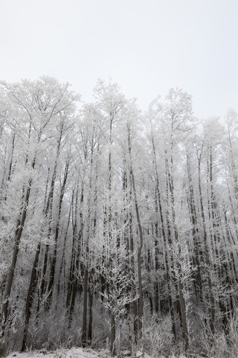 冬天景观与不同的类型树覆盖与白色雪和霜的冬天季节冷淡的一天后降雪冬天一天后降雪