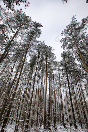 白雪覆盖的松树松树冬天白色雪到处都是的分支机构的树和的地面白雪覆盖的松树