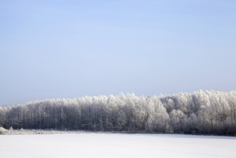 蓝色的天空和阳光明媚的天气<strong>落叶</strong>树后降雪和霜分支机构覆盖与雪和冰冷冷淡的冬天天气树没有树叶<strong>落叶</strong>树后降雪