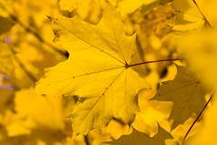 面板从的集团秋天叶子枫木黄色的颜色真正的颜色的秋天季节密集的树叶面板从的集团秋天叶子