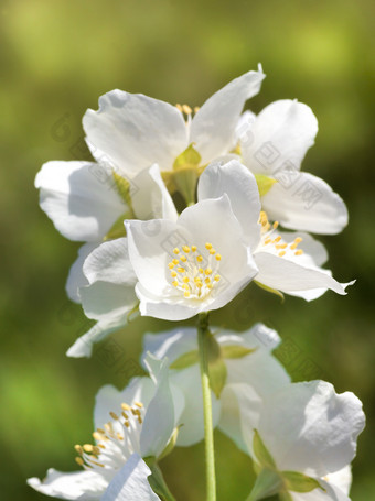 白色美丽的和香茉莉花花特写镜头的<strong>季节</strong>开花春天五月花<strong>自然</strong>白色茉莉花花