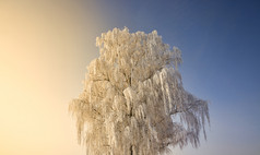 雪覆盖落叶桦木树冬天白色雪谎言到处都是的树日落橙黄色的和蓝色的天空雪覆盖落叶桦木树