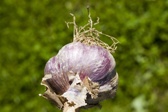 紫色的大蒜头对绿色植被收获时间紫色的大蒜