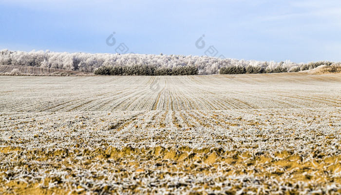 冬天景观与雪覆盖场和混合森林与落叶和松柏科的树后降雪和霜分支机构覆盖与雪和冰冷冷淡的冬天天气冬天景观与雪